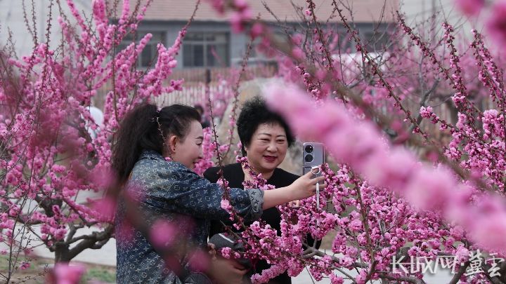 河北宽城：梅花盛开惹人醉 尽享春日好时光