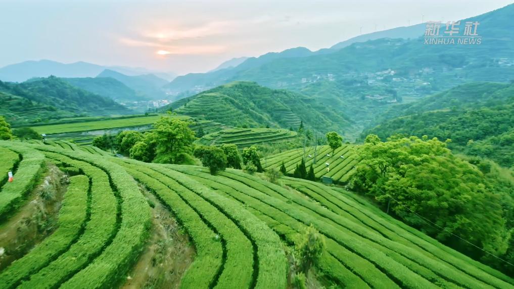 文化中国行丨“闽茶”出海，飘香全球